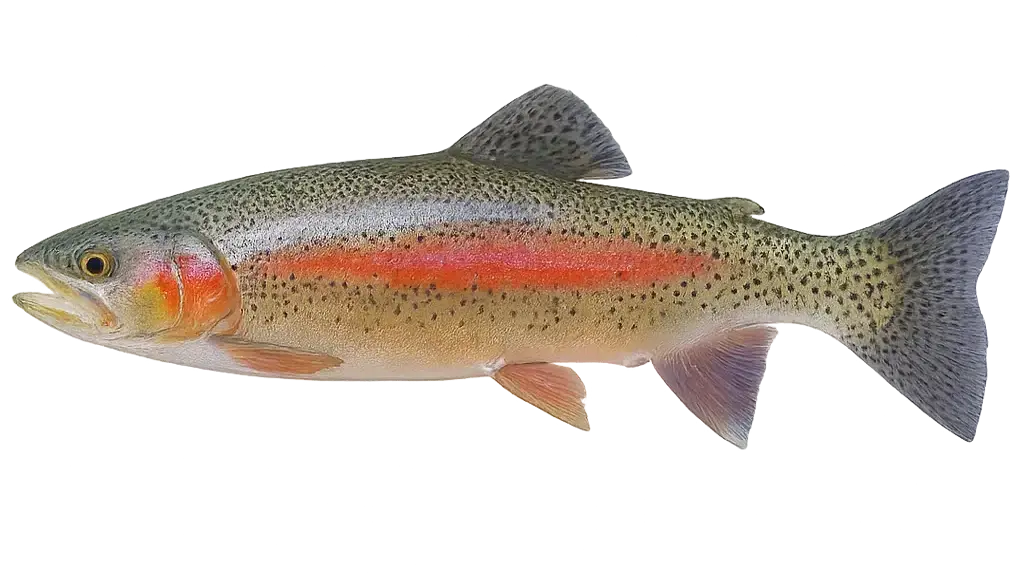 Regenbogenforelle