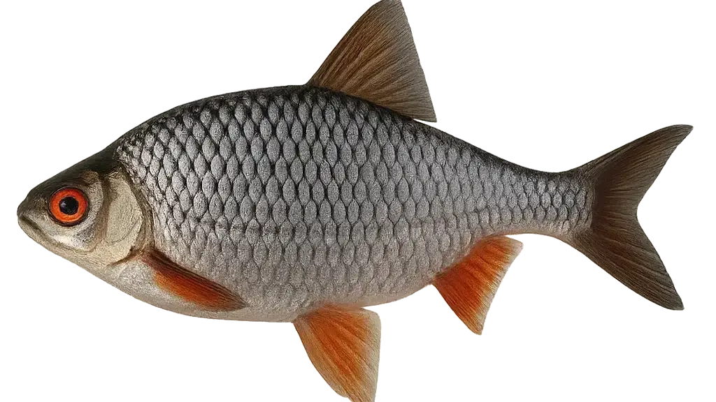Rotauge