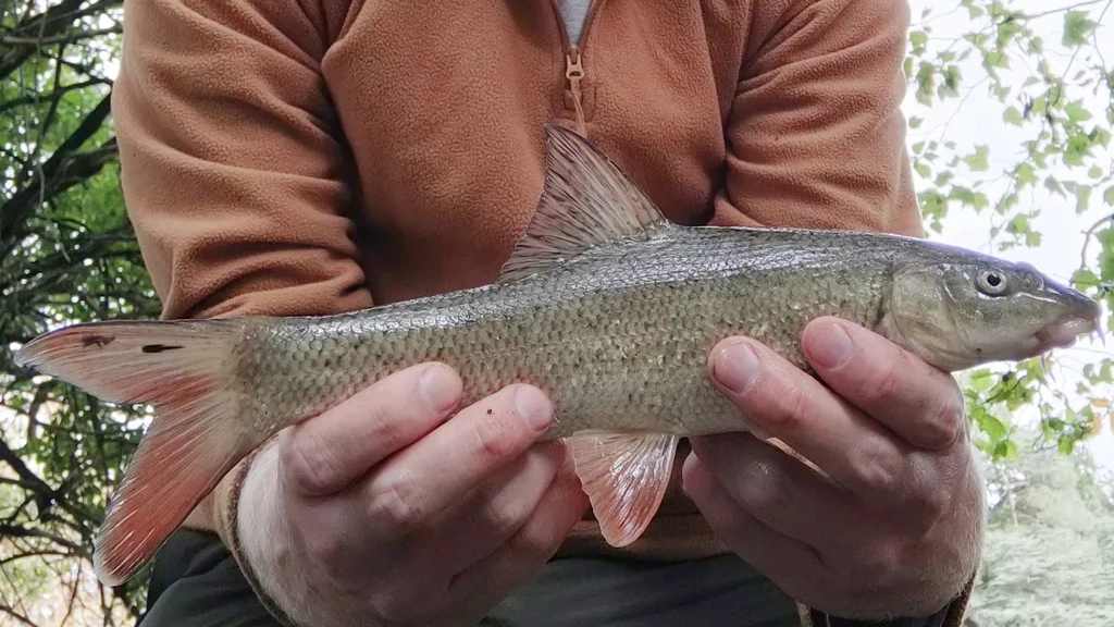 Barbel caught on 2026-06-18T20:17:50Z