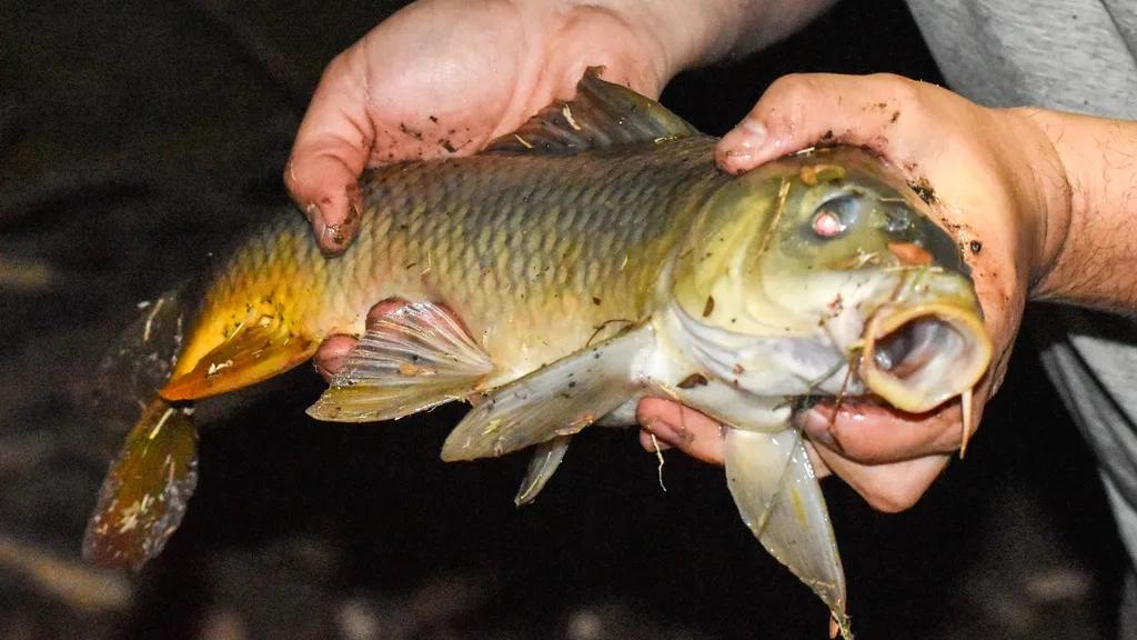 Wild carp caught on 2026-07-05T07:18:05Z