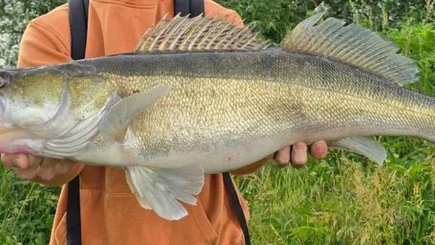 Fangbild Zander