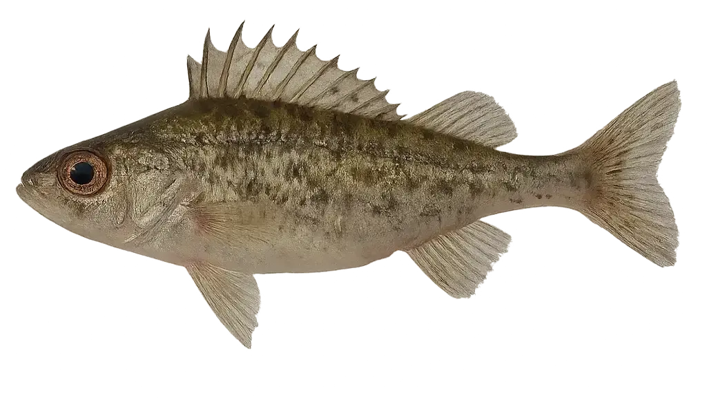 Kaulbarsch