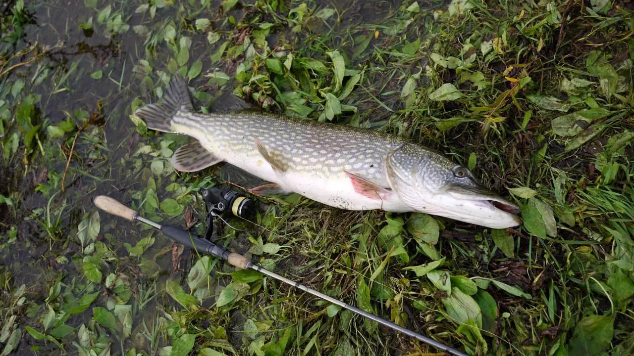 Vangstafbeelding Snoek