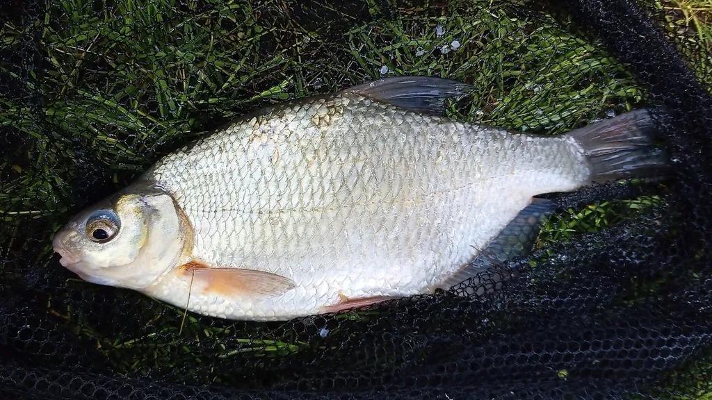 White bream caught on 2026-07-06T12:14:38Z