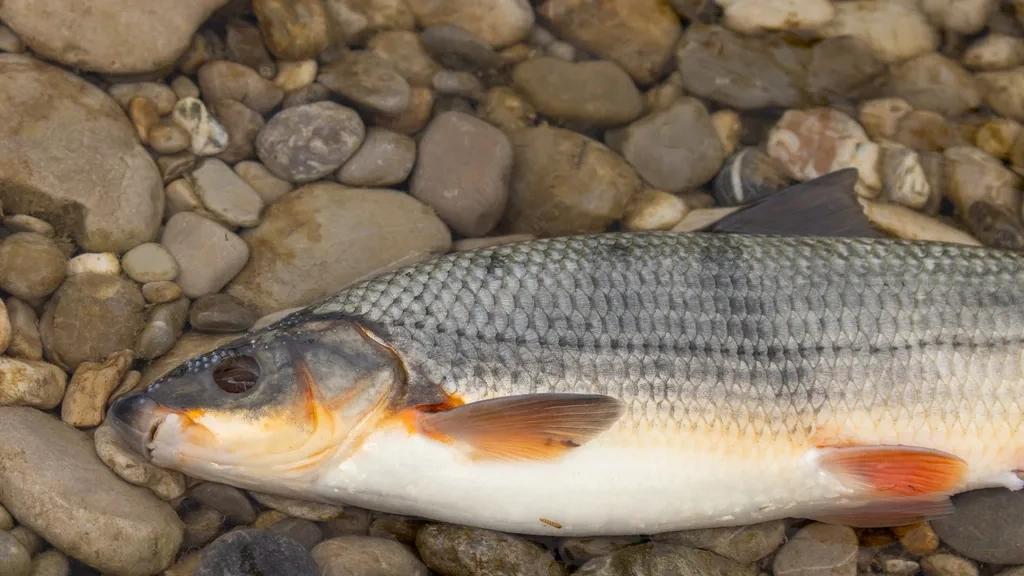 Catch photo Common nase