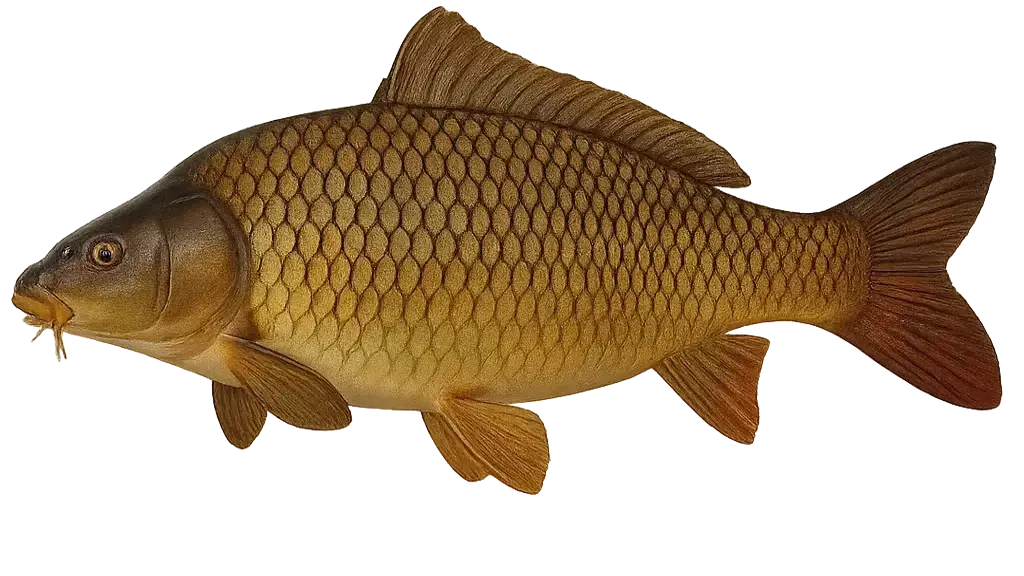 Wildkarpfen