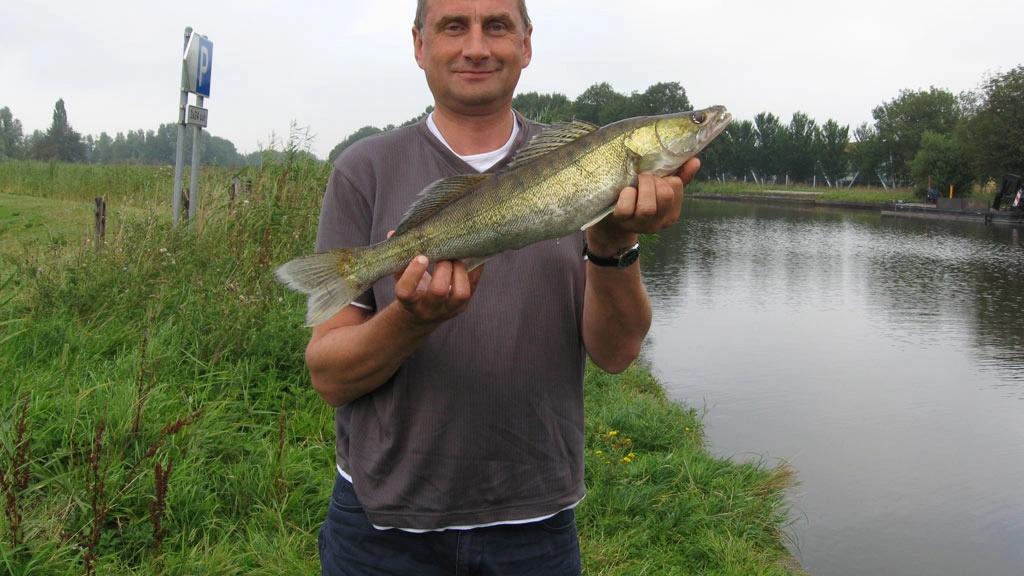 Pikeperch caught on 2026-07-05T20:54:34Z