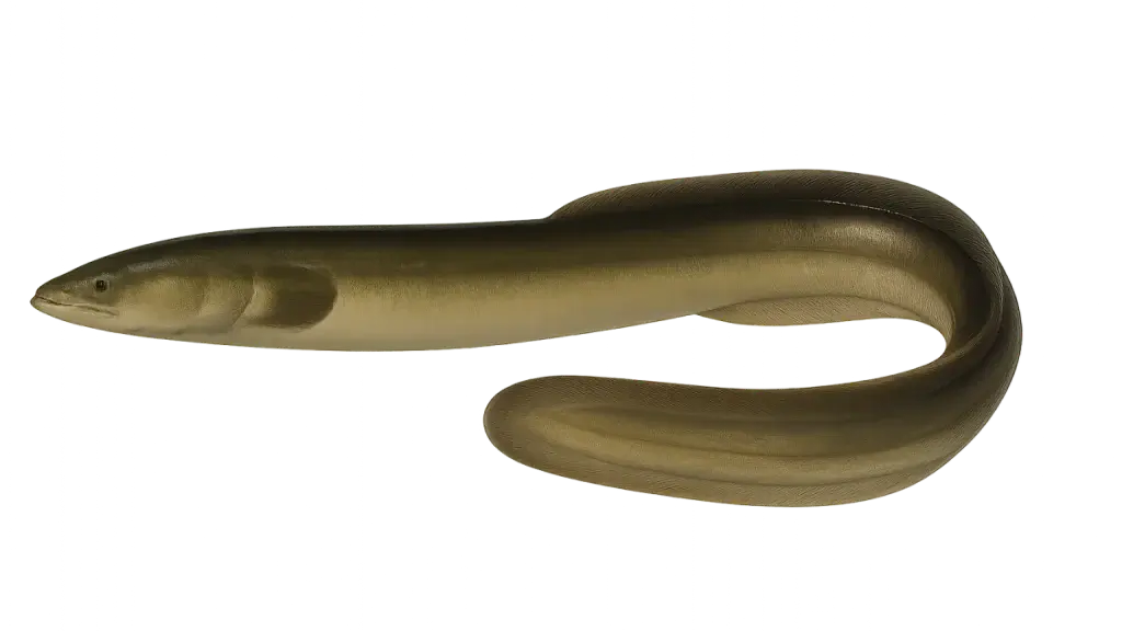 Aal