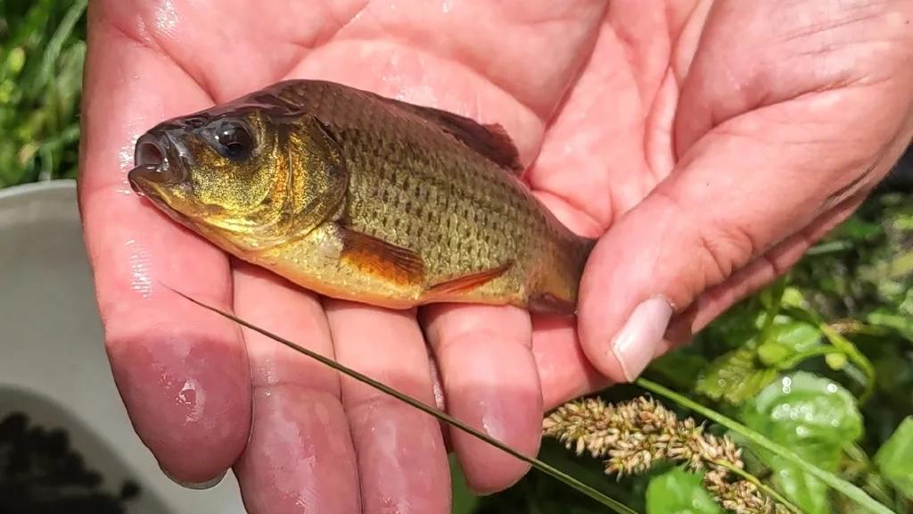 Crucian carp caught on 2026-07-05T14:59:24Z