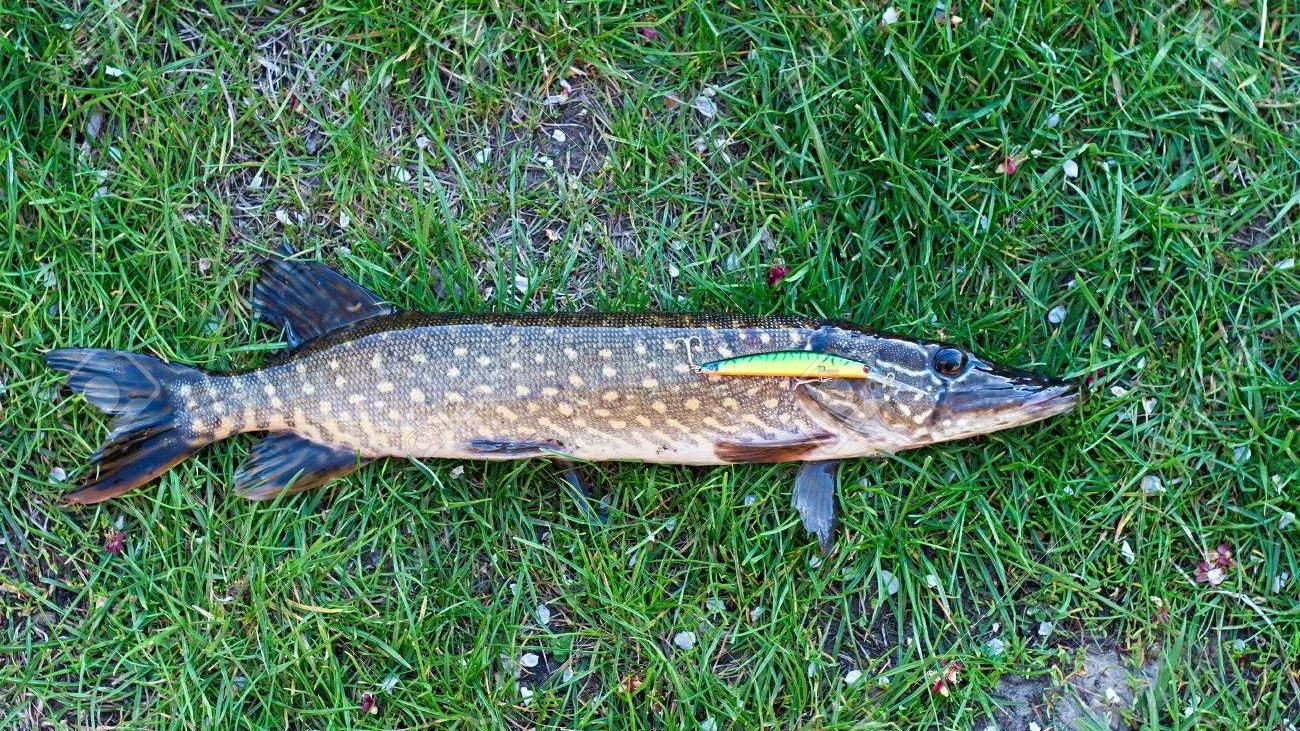 Vangstafbeelding Snoek