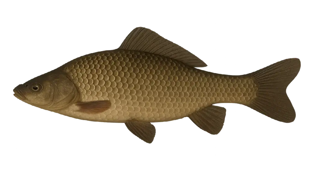 Crucian carp caught on 2026-06-25T11:59:00Z