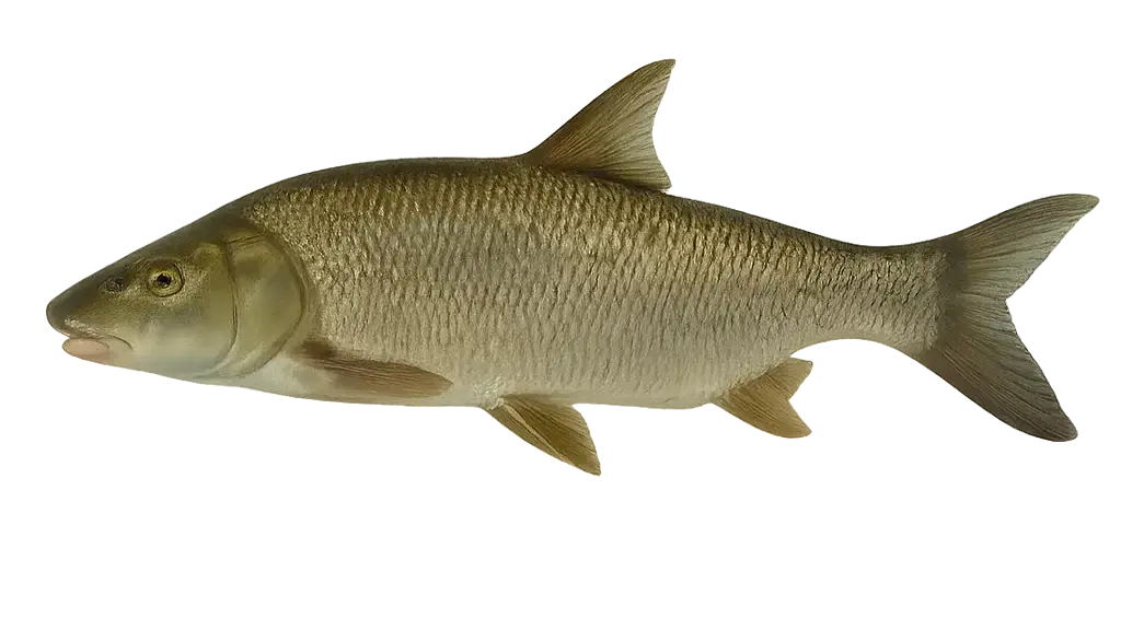 Rapfen