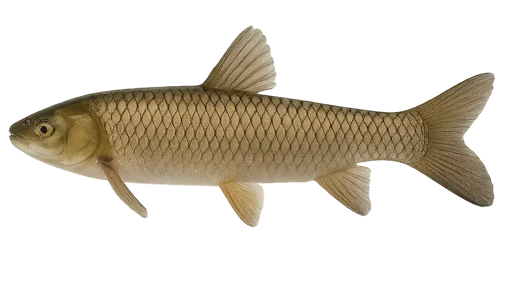 Graskarpfen