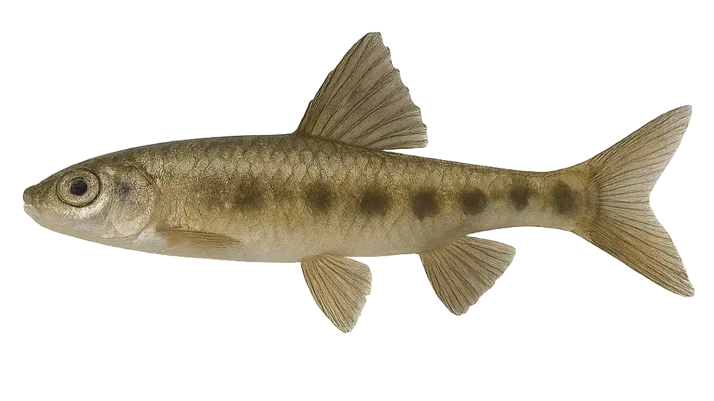 Gründling