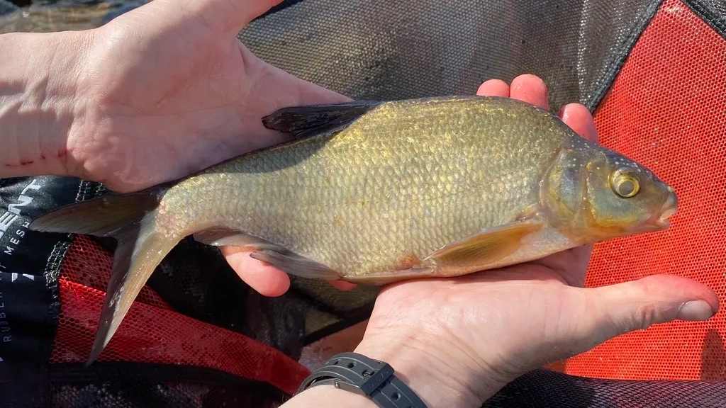 Common bream caught on 2026-06-27T13:24:36Z