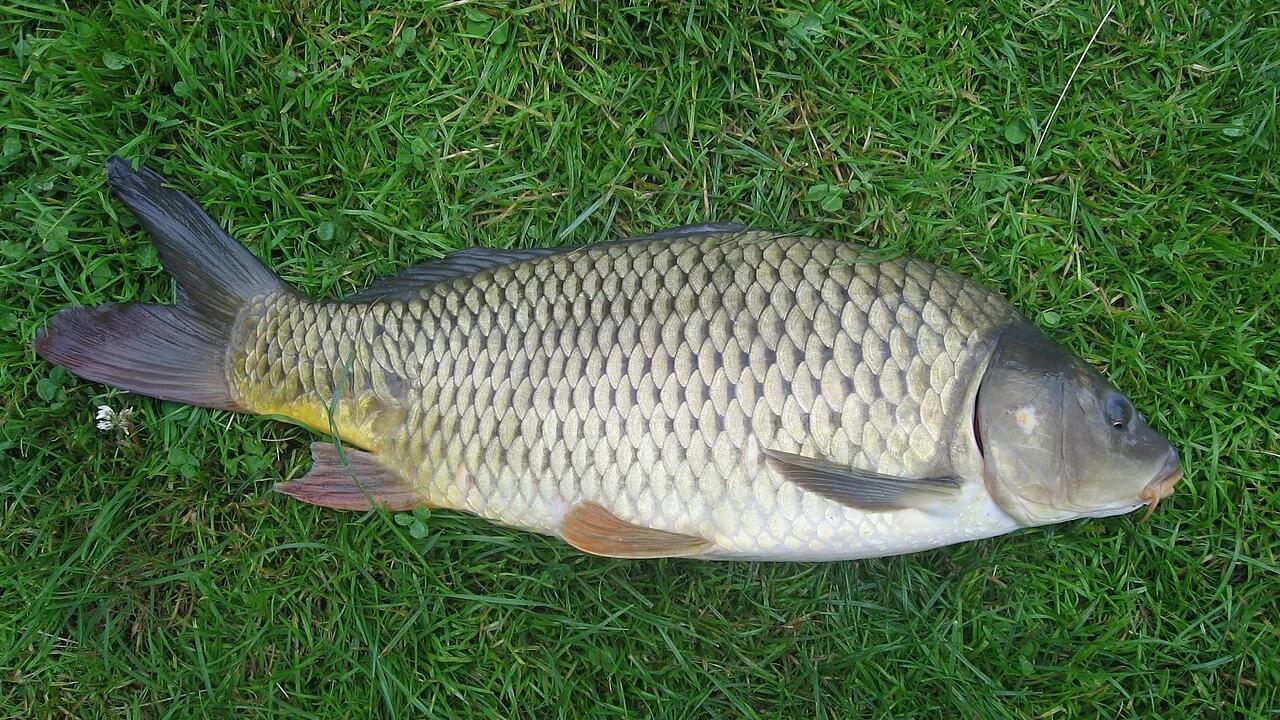 Catch photo Common carp