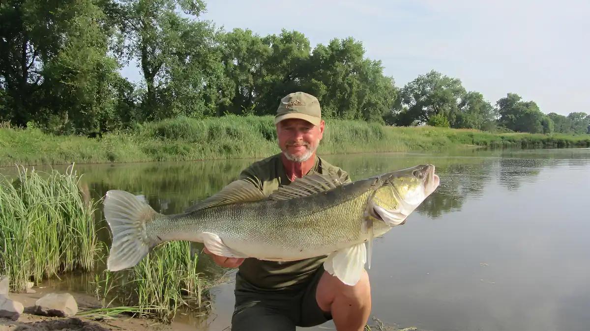 Fangbild Zander