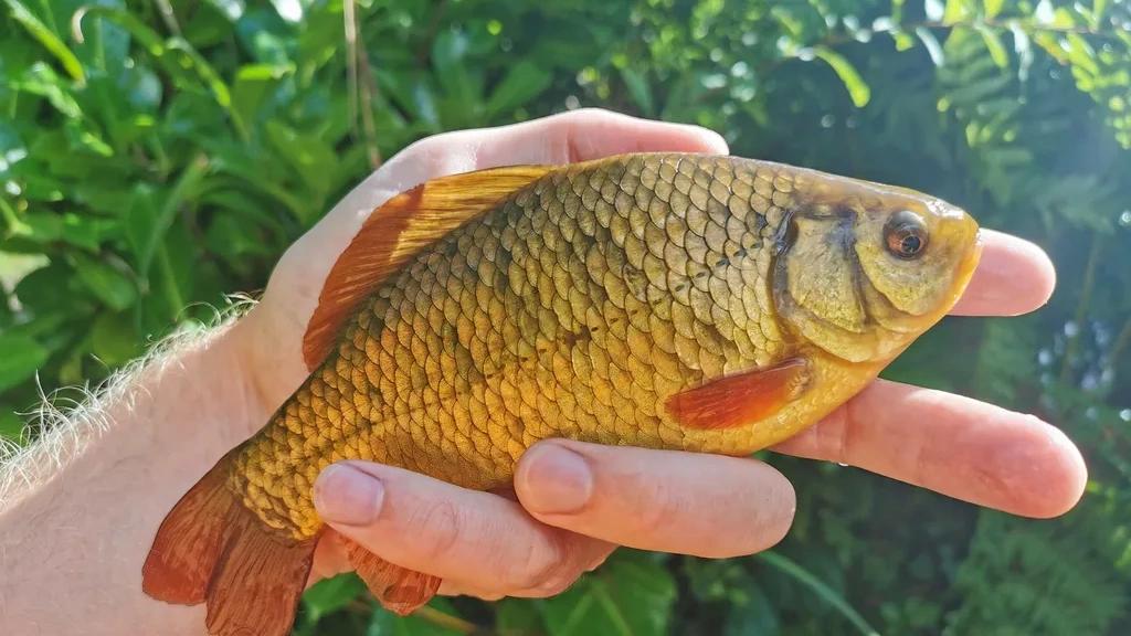 Crucian carp caught on 2026-07-04T16:38:52Z