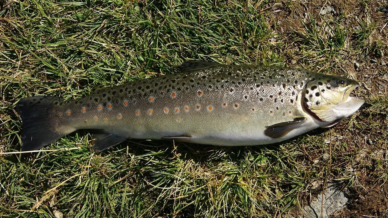 Brown trout