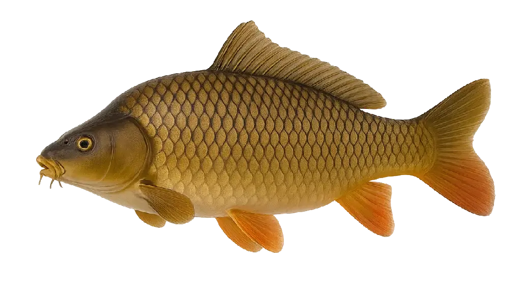 Schuppenkarpfen