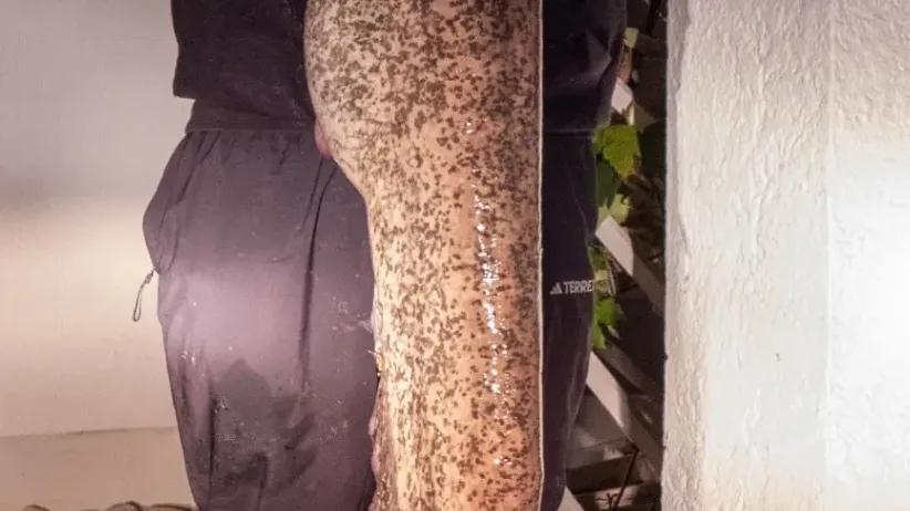 Wels gefangen am 2024-10-17T17:10:06Z